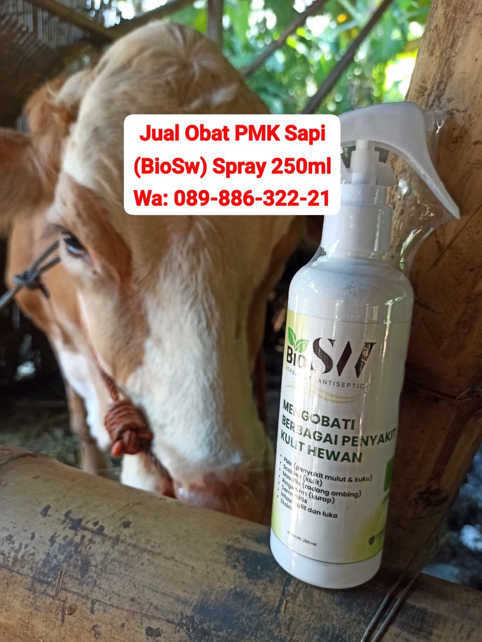 Jual Obat PMK Sapi
