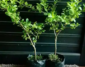 Jambu Air Terkecil Sejagat Lilly Philly Variegata