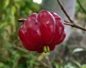 Bibit Buah Dewandaru
