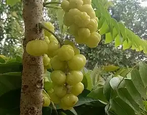 Cermai Manis