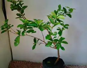 Bibit Tanaman Vietnam Cherry