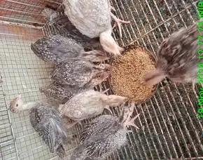 Kalkun Anakan/Ayam Kalkun