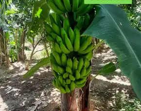 Jual Bibit Pisang Cavendish Di Malang