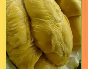 Sentra Pengadaan Bibit Durian Petruk Jogja