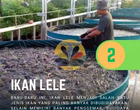 Rekomendasi Tempat Yang Menjual Paket Budidaya Ikan Di Kolam Terpal Area Blora Terdekat Dan Sekitarnya