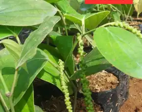 Pusat Bibit,  Bibit Lada Polybag