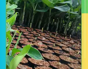 Bibit Pisang Barangan Merah