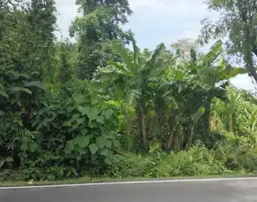 Dijual 15 Are, Jl. Raya Timbak Bayuh Pererenan Mengwi Badung