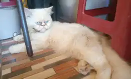 Open Adob 2 Kucing Persia Plus Kandang