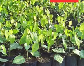 Pusat Bibit,  Bibit Lada Stek Satu Ruas