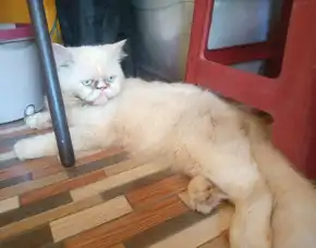 Open Adob 2 Kucing Persia Plus Kandang