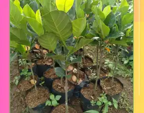 Pollarise  Bibit Nangka Madu Super