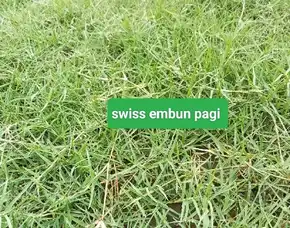 Supplier Rumput Lapangan Sepak Bola Serang Terbaik