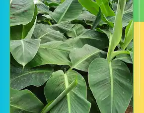 Bibit Pisang Kultur Jaringan Bogor