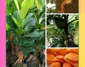 Pollarise  Bibit Nangka Madu Jumbo