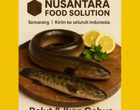 Suplier Jual Belut Sawah Dan Ikan Gabus Dan Ikan Gabus Kirim Ke Dumai Riau