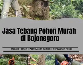 Jasa Tebang Pohon Murah Bojonegoro