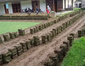 Harga Rumput Jepang Boyolali Terbaik Murah