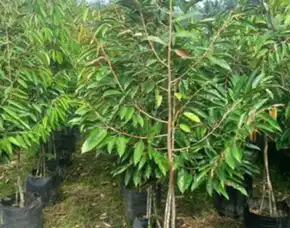 Epollarise Bibit Durian Duri Hitam Kaki Tiga