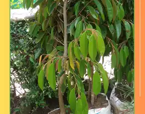 Pollarise  Bibit Durian Musang King Bersertifikat