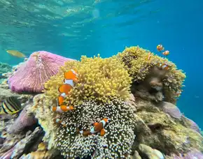 Paket Wisata Karimunjawa 3 Hari 2 Malam Untuk 3 Orang Pati Karimunjawa Bagus