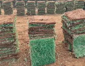 Supplier Rumput Lapangan Sepak Bola Kota Cilegon Terbaik