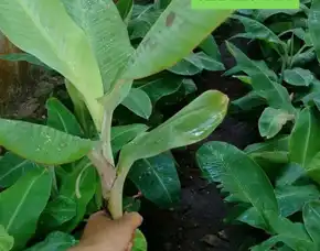 Jual Bibit Pisang Cavendish Kuning