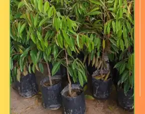 Sentra Pengadaan Bibit Durian Petruk Di Jepara