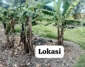 Dijual 12,76 Are, Jl. Bucu Bumbak Umalas Kerobokan Kuta Utara