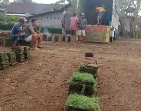 Harga Rumput Jepang Brebes Permeter Siap Tanam