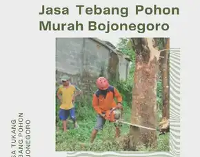 Jasa Tebang Pohon Murah Bojonegoro