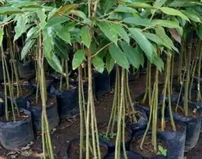 Epollarise Bibit Durian Bersertifikat