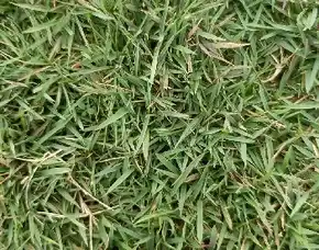 Supplier Rumput Lapangan Sepak Bola Kota Serang