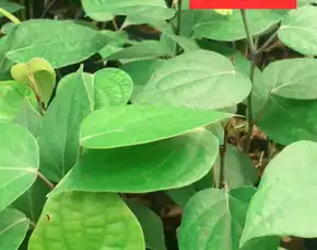 Pusat Bibit,  Bibit Lada Purworejo