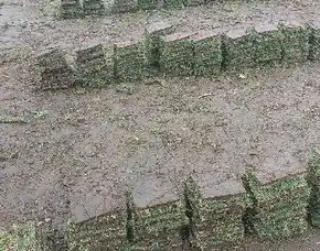 Harga Rumput Jepang Banyumas Terbaik