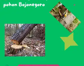 Jasa Tukang Tebang Pohon Jati Bojonegoro