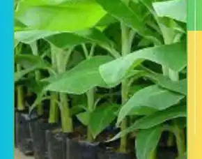 Jual Bibit Pisang Cavendish Palembang