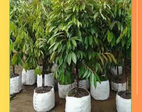 Pollarise  Bibitalamat  Bibit Durian Musang King Di Pekanbaru