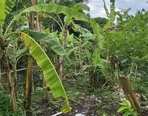 Dijual 8,5 Are, Jl. Raya Padonan Belakang Br. Aseman Kawan Tibubeneng Kura Utara