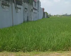Dikontrakan 49 Are, Jl. Kaswari Utara Br. Semaga Trenggana Penatih Denpasar