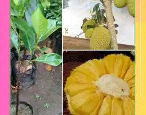 Pollarise  Bibit Nangka Sayurrr