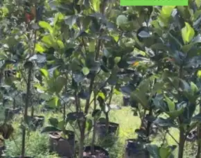Epollarise   Bibit Nangka Cepat Berbuah