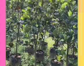 Pollarise  Bibit Nangka J33