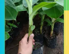 Harga Bibit Pohon Pisang