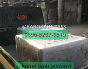Bisa Kirim Tempat Beli Alas Rumput Sintetis Palu Balantak - Barokah Grass