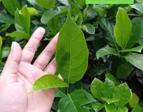 Pollarise  Bibit Nangka Paling Bagus
