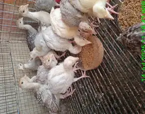 Kalkun Anakan