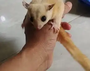 Sg Platmoz Betina