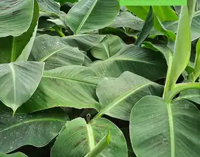 Jua Bibit Pisang Cavendish Kediri