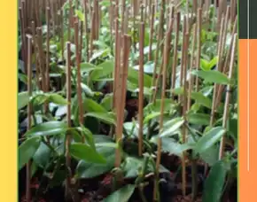 Pollarise  Sentral    Bibit Vanili Lampung